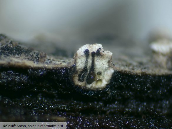 Leucostoma niveum
