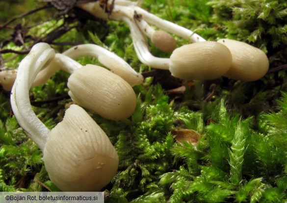 Coprinellus bisporus