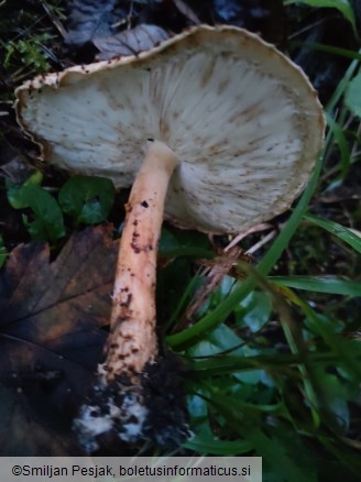 Echinoderma echinaceum