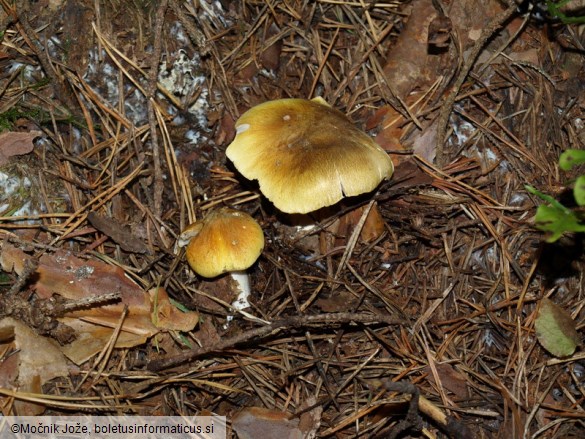 Tricholoma arvernense