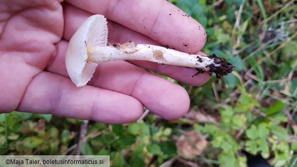 Hygrophorus chrysodon