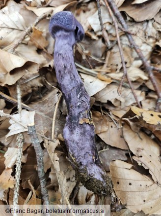 Cortinarius violaceus