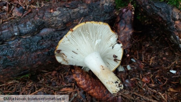 Russula ochroleuca