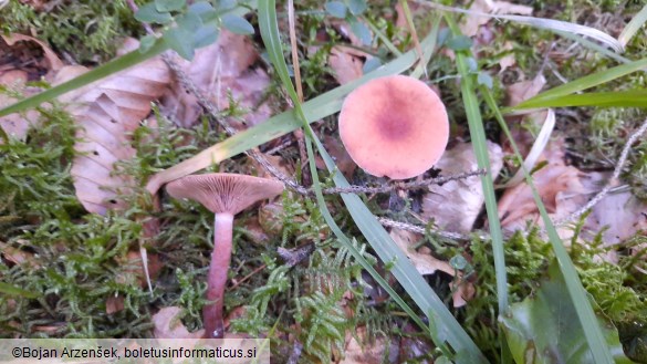 Lactarius camphoratus