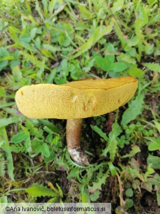 Suillus flavidus