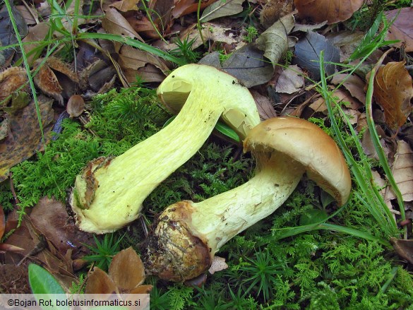 Cortinarius odorifer