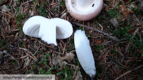 Russula vesca