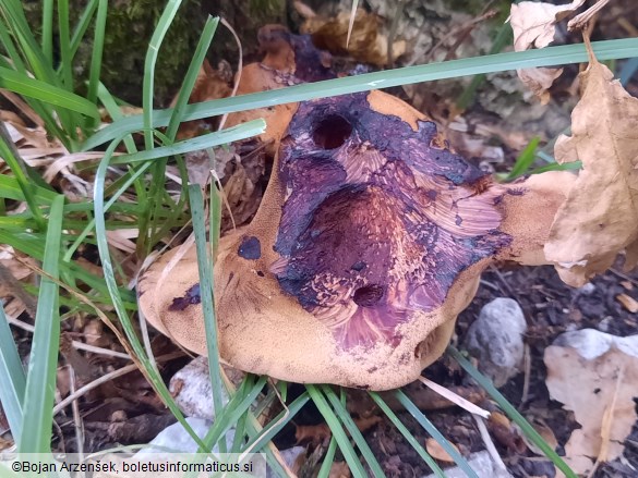 Fistulina hepatica