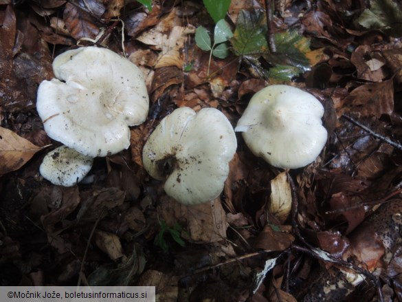 Tricholoma album