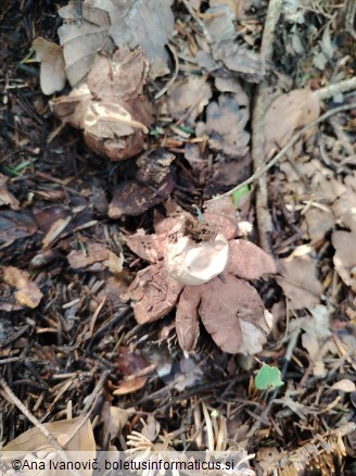 Geastrum rufescens