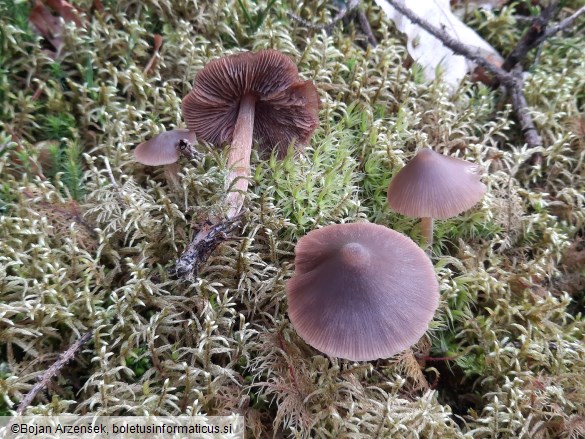 Entoloma hirtipes