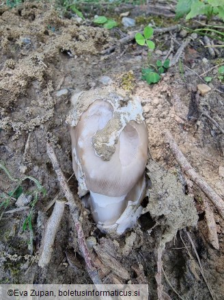 Amanita amplivelata