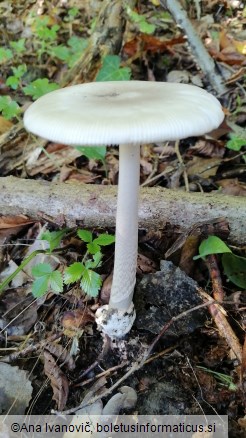 Amanita vaginata