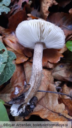 Tricholoma squarrulosum