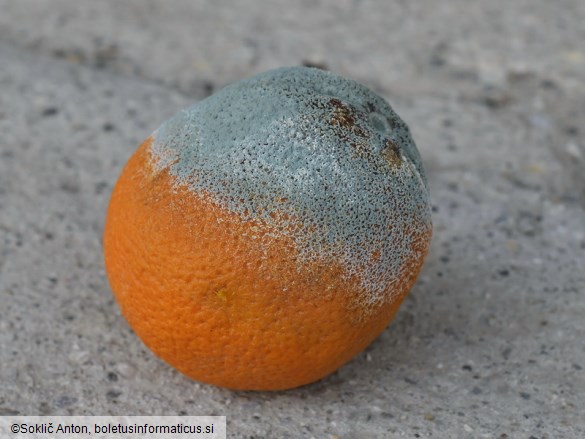 Penicillium digitatum
