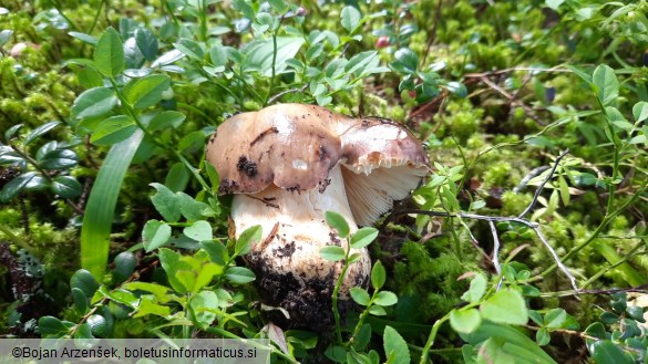 Russula viscida