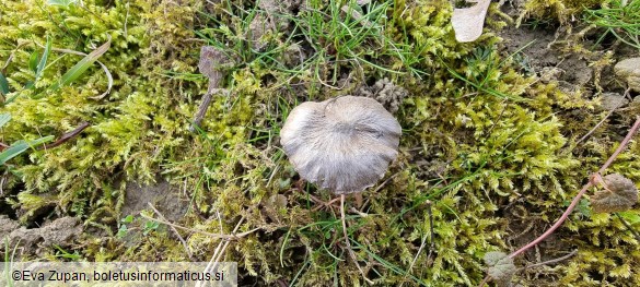 Entoloma opacum