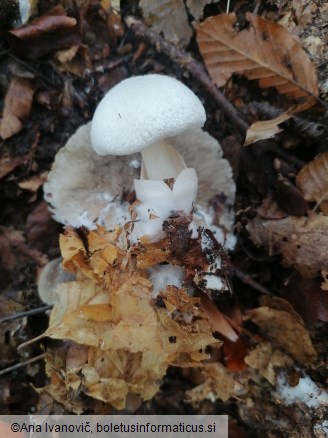 Volvariella surrecta