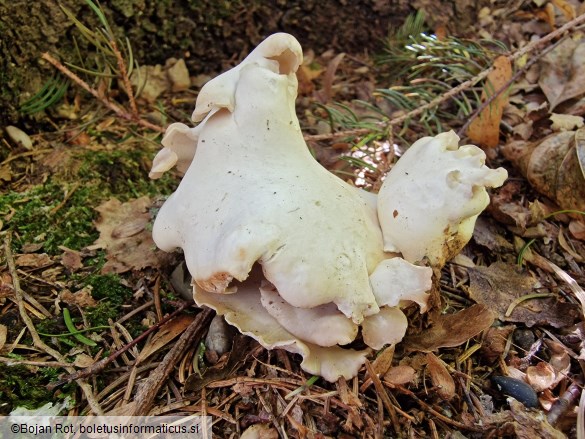 Osteina obducta