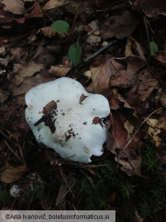 Tricholoma columbetta