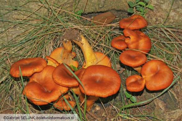 Omphalotus olearius