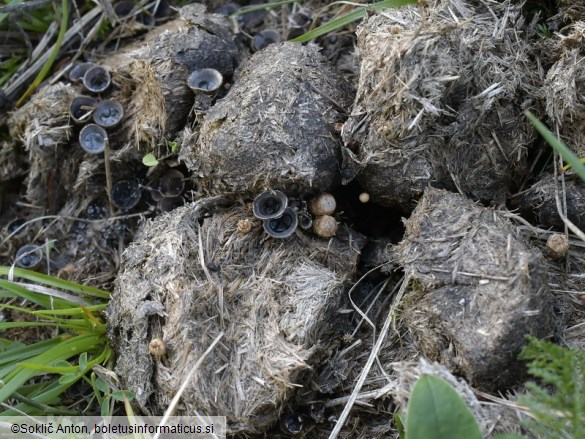 Cyathus stercoreus