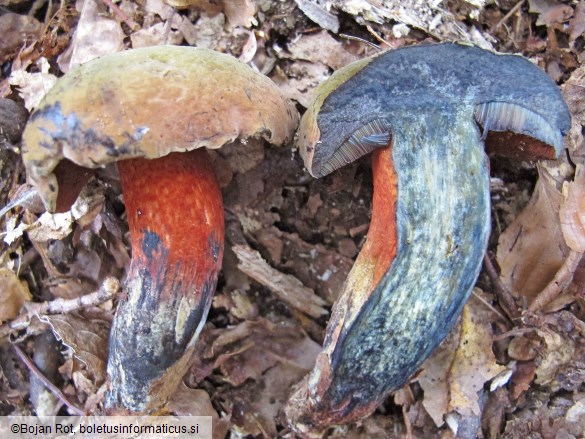 Suillellus mendax