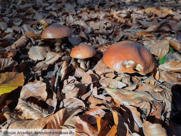 Suillus luteus