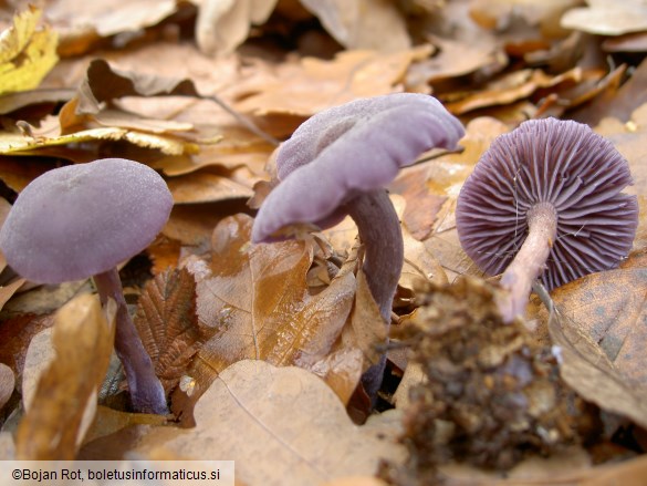 Laccaria amethystina