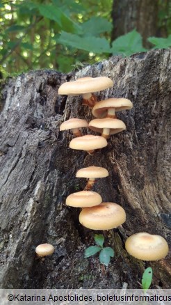 Kuehneromyces mutabilis