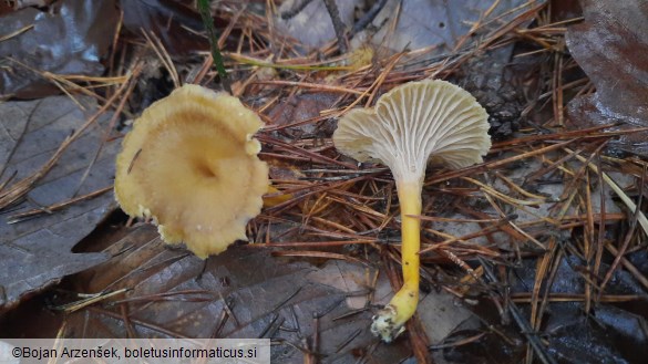 Cantharellus tubaeformis