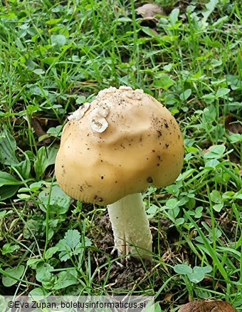 Amanita dryophila f. dryophila