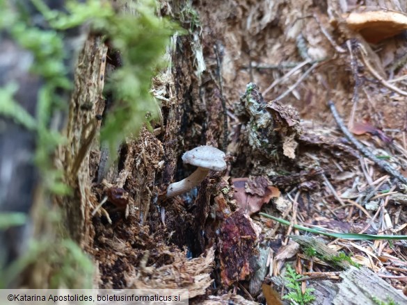 Rhizocybe pruinosa