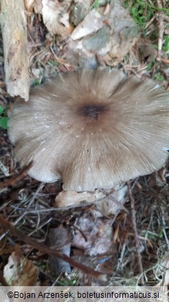 Megacollybia platyphylla