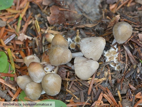 Coprinopsis marcescibilis