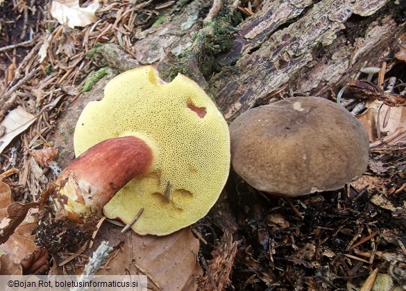 Xerocomellus pruinatus