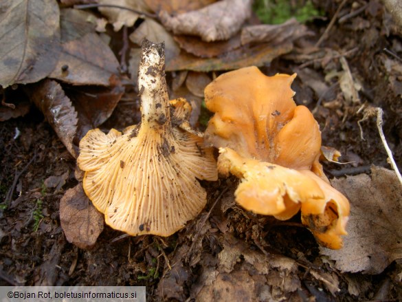 Cantharellus friesii