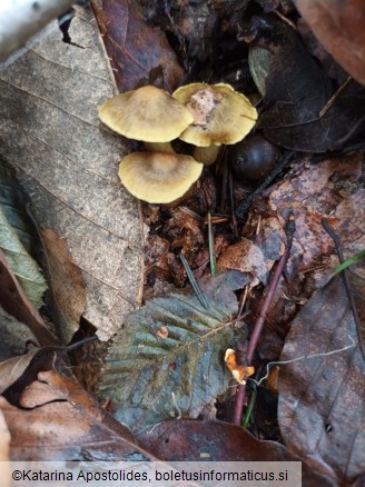 Cortinarius olivaceofuscus