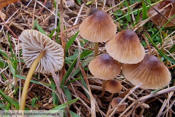 Mycena olivaceomarginata