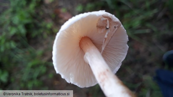 Lepiota cristata