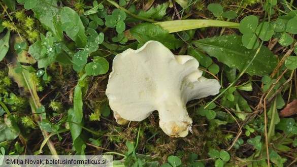 Albatrellus subrubescens