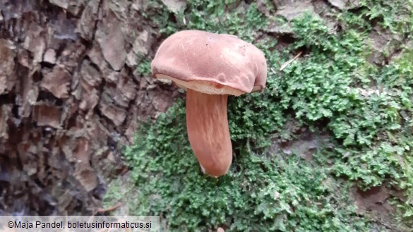 Boletus badius