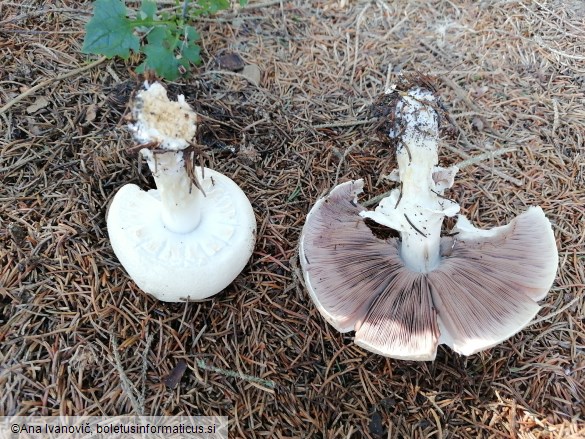 Agaricus arvensis