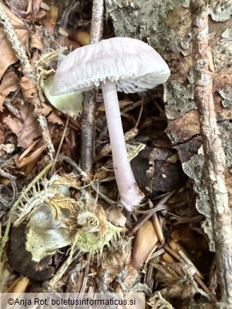 Mycena pura