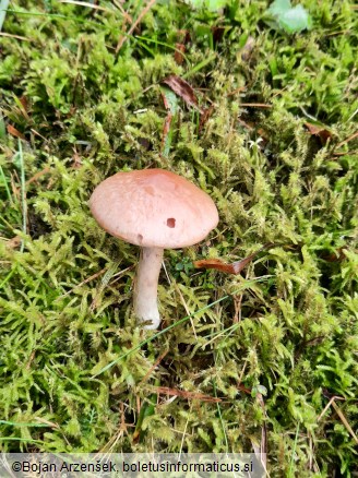 Cortinarius caninus