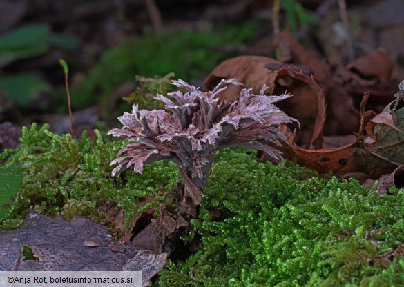 Thelephora anthocephala