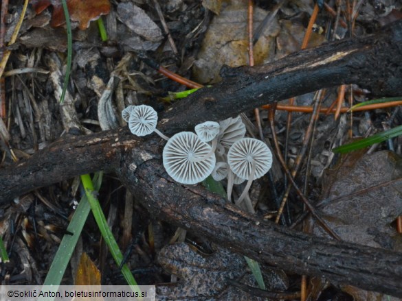 Mycena arcangeliana