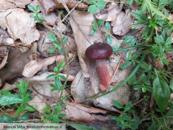 Lactarius badiosanguineus