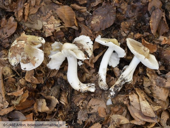 Tricholoma umbonatum