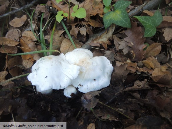 Tricholoma columbetta